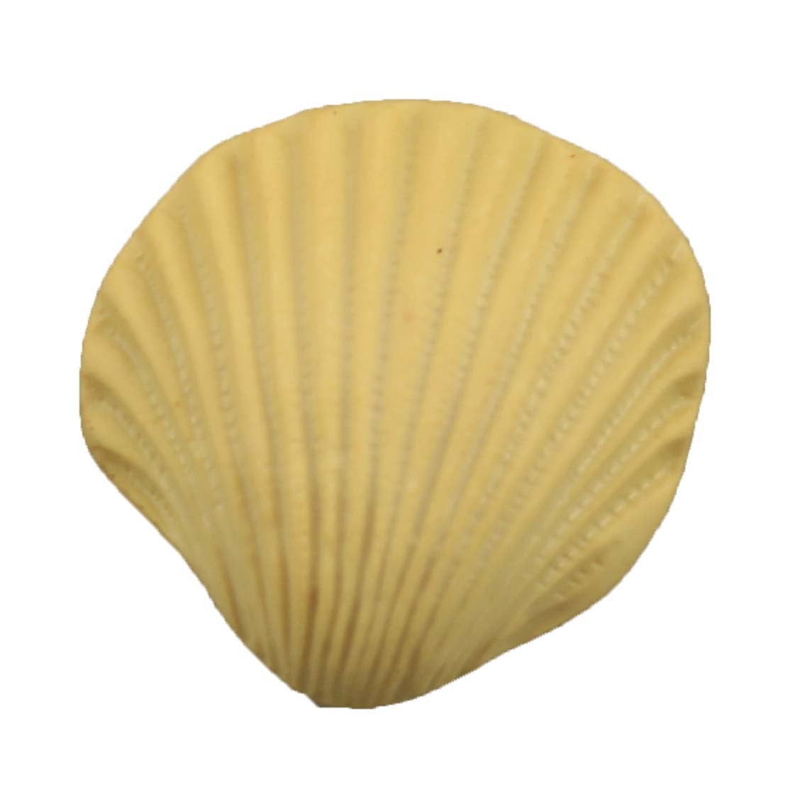 Seashell - Buttons Galore and More
