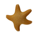 Starfish 3D Bulk Buttons - 11