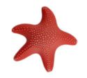 Starfish 3D Bulk Buttons - 12
